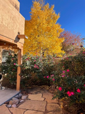 Autumn on the patio