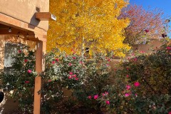 Autumn on the patio