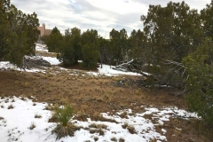 05 4 arroyo privado lot 464 looking-up-2