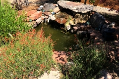 Front-yard-pond