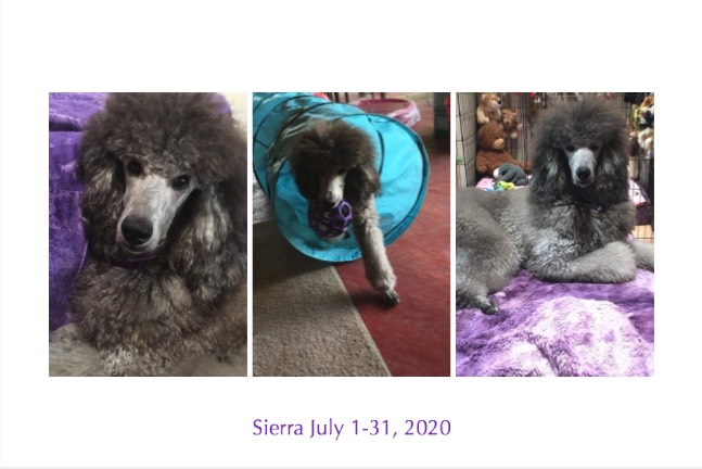 Sierra July 2020