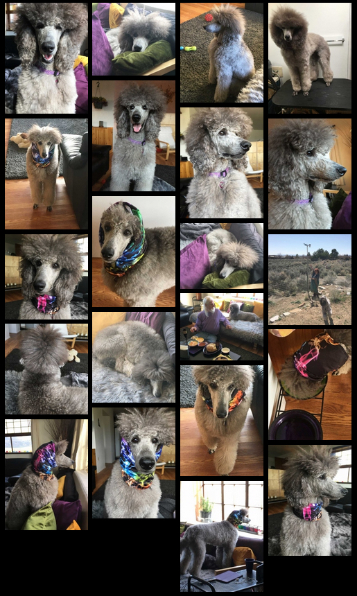 Sierra 04-2021 collage