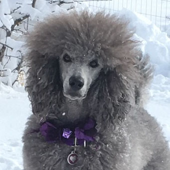 Sierra, Silver Standard Poodle